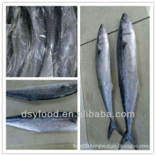 spanish mackerel (king fish)